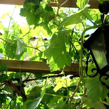 Vine Terrace * Lizbona